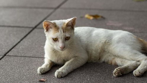 你吸的不是猫，是正能量